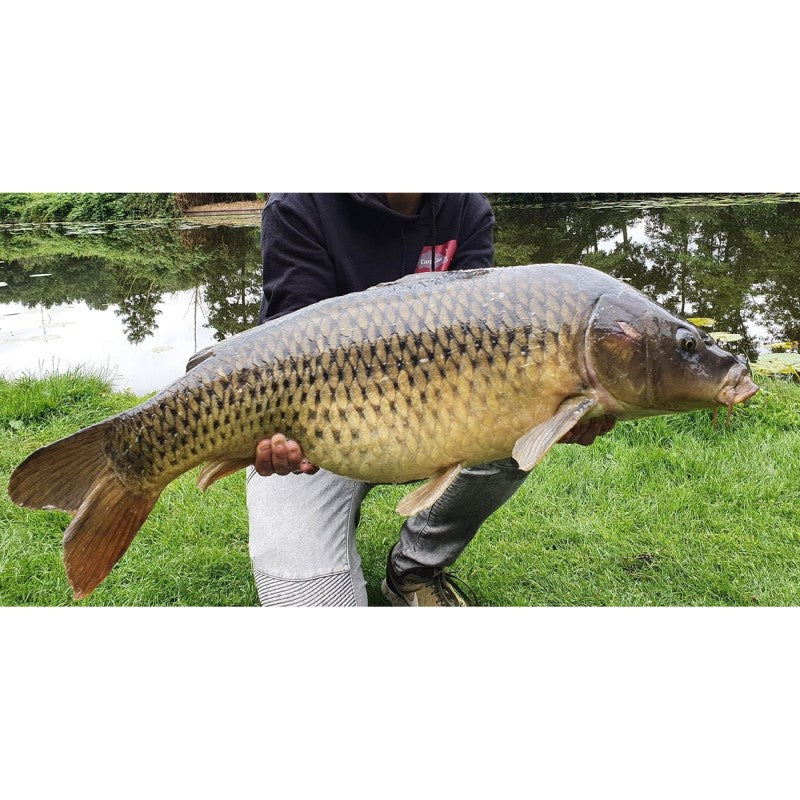 CarpCon Instant Range Boilies 'RobinRed 'n Garlic' - 1kg (meerdere diameters)