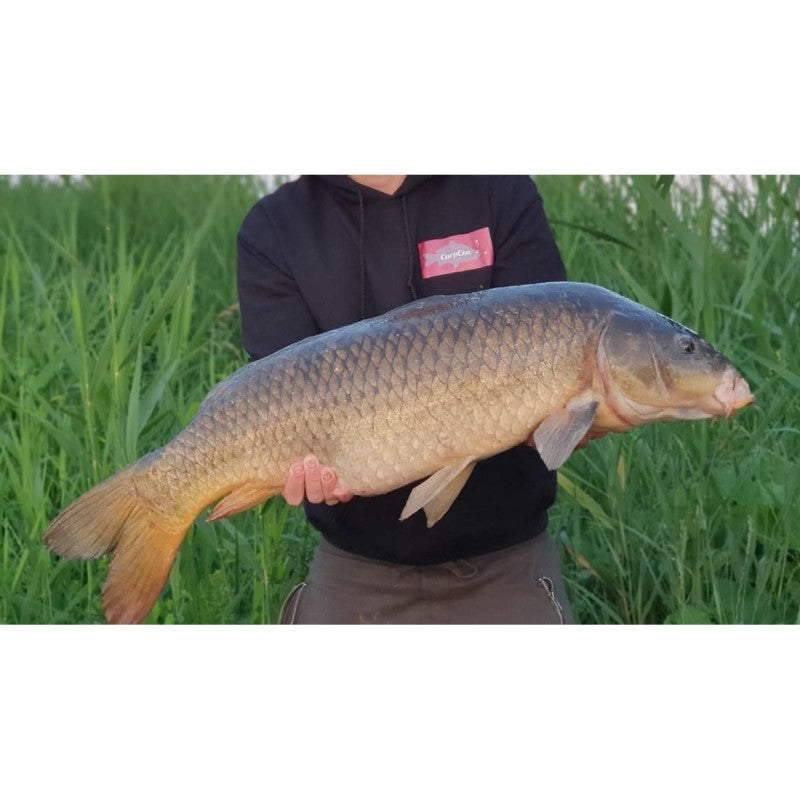 CarpCon Instant Range Boilies 'Scopex Sweetcorn' - 1kg (meerdere diameters)